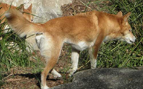 Giống chó Dingo Đông Dương 