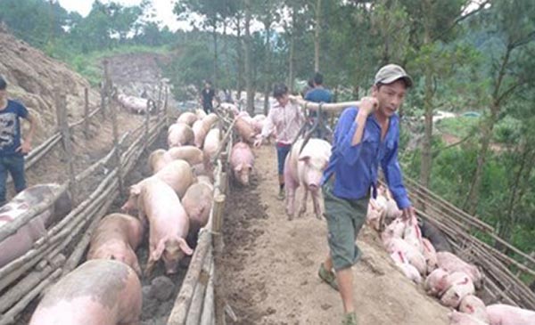 Việc phụ thuộc vào xuất khẩu lợn hơi qua đường tiểu ngạch đi Trung Quốc, gây rủi ro lớn cho ngành chăn nuôi lợn trong nước
