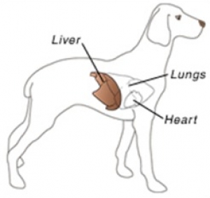 Bệnh Viêm gan Truyền nhiễm ở chó (Infectious Canine Hepatitis)