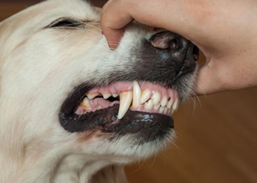 Đánh răng cho chó cưng của bạn sẽ giúp cho chúng luôn có hơi thở thơm tho và răng sạch. Hãy xem bức ảnh liên quan đến từ khóa này để có thêm các bí quyết và kinh nghiệm hữu ích cho việc chăm sóc răng miệng cho thú cưng của mình.