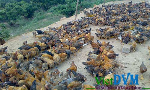 Các giống gà nuôi thả vườn cho thịt ngon