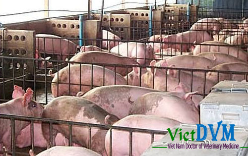 CP Việt Nam bắt tay nông dân chăn nuôi heo theo chuỗi khép kín  VnExpress  Kinh doanh