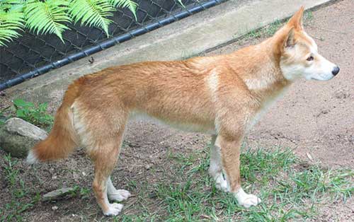 Nguồn gốc của giống chó Dingo Đông Dương