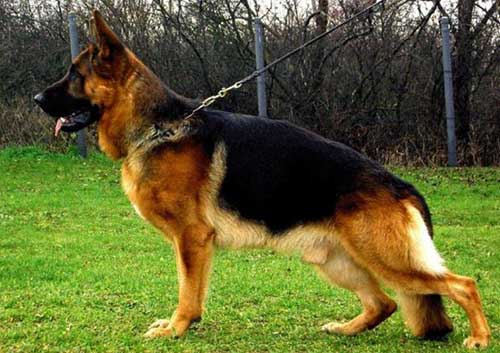 Giống chó Becgie Đức là loài chó thông minh và trung thành nhất trên thế giới. Tìm hiểu về chúng và cảm nhận sự đẳng cấp của giống chó nổi tiếng này.