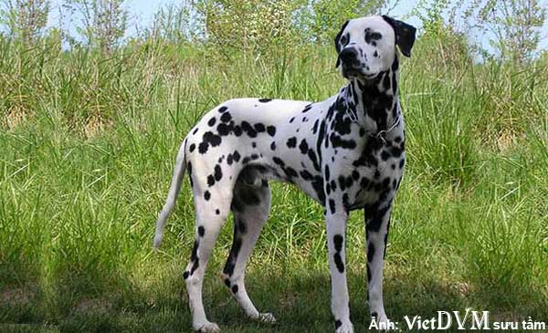Dalmatian: Gặp gỡ chú chó Dalmatian xinh đẹp trong bức tranh. Hãy khám phá những nét vẽ tuyệt đẹp cùng với lịch sử và đặc điểm chủ yếu của giống chó này. Nhấp vào ảnh để xem tranh vẽ của chú Dalmatian.