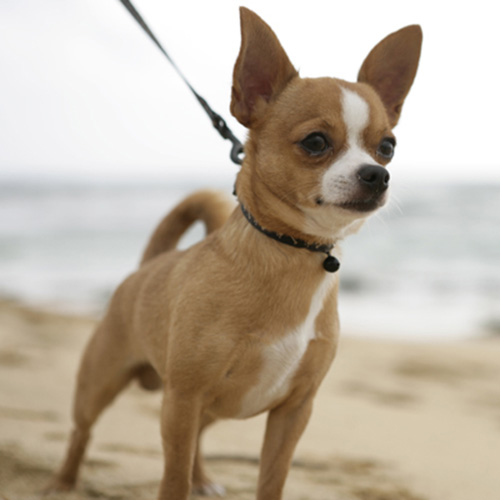 Bảng báo giá huấn luyện Chó Chihuahua  Hotline 0965 89 82 85