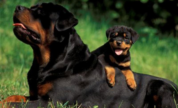 Giống chó Rottweiler đã lâu đời và truyền thống. Chúng có tính cách vui tươi, thân thiện và dễ thương. Hãy xem hình ảnh của giống chó Rottweiler để chứng kiến sự thích thú và tình cảm của chúng.