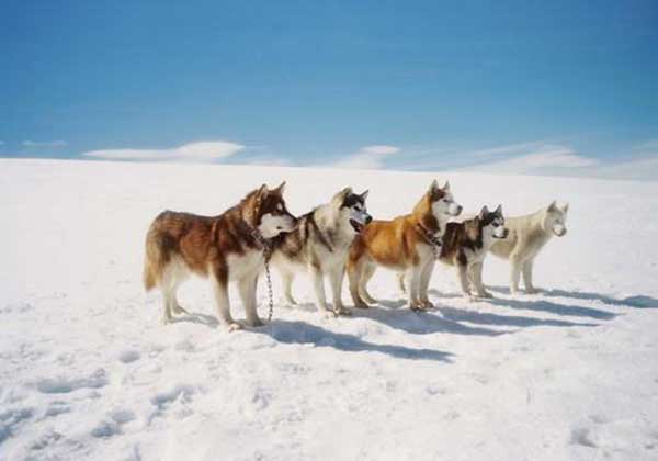 Giống chó Husky sinh trưởng trên vùng núi tuyết