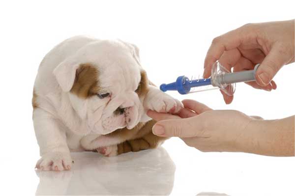 Bảo vệ thú cưng khỏi các bệnh truyền nhiễm là điều quan trọng hàng đầu. Tiêm phòng vacxin là một cách đơn giản và hiệu quả để đảm bảo sức khỏe cho chúng. Hãy xem những bức ảnh chó cưng và lưu ý cần thiết để chăm sóc thú cưng đúng cách.