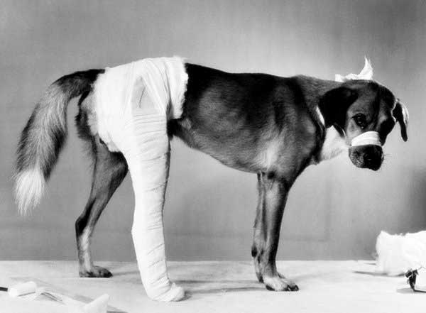 Đau chân cún là vấn đề mà các chủ nhân chó thường gặp phải. Hãy xem những hình ảnh và video hướng dẫn từ chúng tôi để giúp cho chó cưng của bạn thoát khỏi cơn đau và phục hồi sức khỏe nhanh chóng!