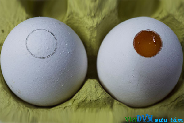 Một quả trứng đã được vá lại sau khi kiểm tra xác định giới tính (bên trái) và một quả trứng đã được “mở” nắp vỏ để chuẩn bị phân tích quang phổ kế (bên phải)