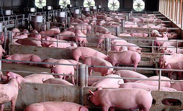 Nông dân nuôi lợn khép kín thu tiền tỷ