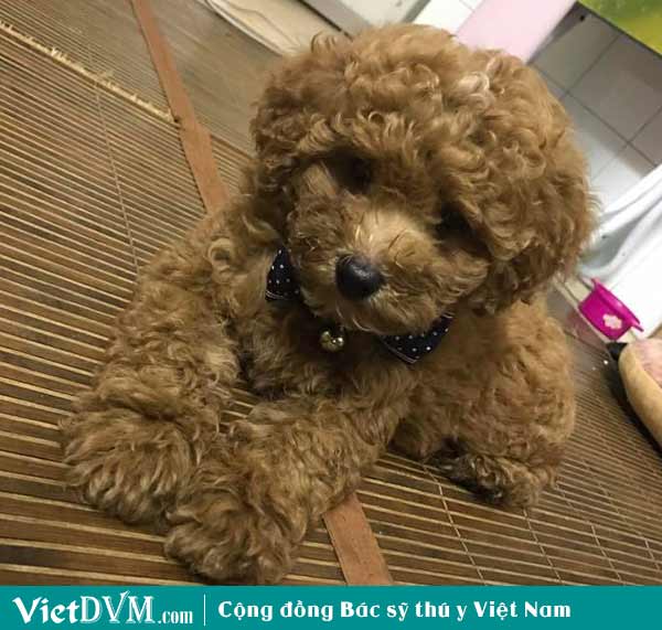 Chó Poodle nâu đỏ mã PD1246 - Pet House - Cửa hàng thú cưng và phụ kiện