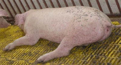 Bệnh ghẻ lợn là gì?

