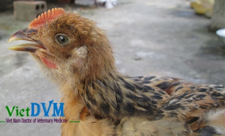 Điều trị và phòng ngừa bệnh ilt trên gà với những phương pháp hiệu quả
