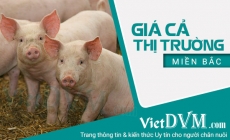 Giá cả thị trường miền Bắc tuần 34-2017 (21/08/2017 - 27/08/2017)