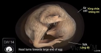 [Video]Quá trình phát triển của phôi gà (Chick Embryo Development)