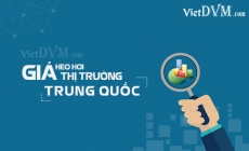 Giá heo hơi hôm nay ngày 02/08/2024 tại thị trường Trung Quốc