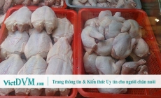 [Infographic] - Tiêu chuẩn chất lượng toàn cầu của giống gà thịt công nghiệp Broiler.