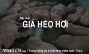 Giá heo hơi hôm nay 03/10 thế nào?