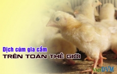 Cập nhật tình trạng nhiễm cúm gia cầm trên thế giới (tháng 3/2016)