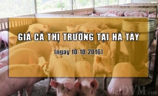 Giá cả thị trường Hà Tây (cũ) ngày 10-10-2016