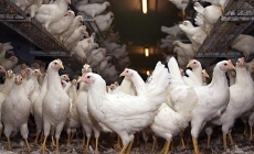 Chiến lược dinh dưỡng giúp giảm lượng khí thải amoniac trong chuồng nuôi gà đẻ.