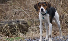 American Foxhound - một thợ săn bẩm sinh