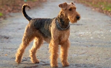 Airedale Terrie - giống chó có duyên với nhiều đời tổng thống Mỹ