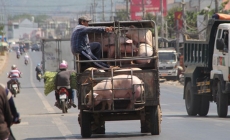 Thương lái Trung Quốc thu gom, giá heo Đồng Nai tăng trở lại