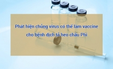 Phát hiện chủng virus dịch tả heo châu phi có thể dùng làm vaccine