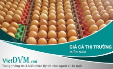 Giá cả thị trường miền Nam tuần 47 năm 2017 (02/11 - 08/11/2017)