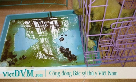 Chăm sóc và dinh dưỡng cho chó bị bệnh care?
