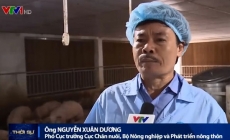 Phó Cục trưởng Chăn nuôi trả lời về nghi vấn C.P thao túng giá lợn