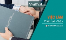 Nhà máy TACN Voi Vàng tuyển dụng nhân sự