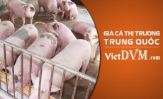 Cập nhật giá heo hơi tại các tỉnh của Trung Quốc ngày 11/07/2017