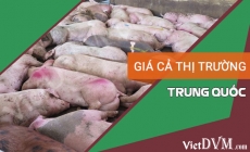 Cập nhật giá heo hơi tại các tỉnh của Trung Quốc ngày 28/08/2017