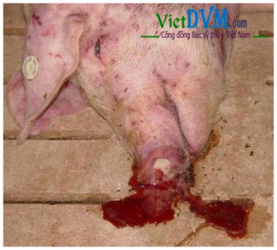 Bệnh dịch tả lợn Châu Phi có liên quan đến chảy máu mũi ở heo không?
