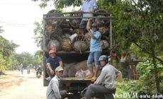 Cuộc tháo chạy của những xe tải chở lợn ở biên giới chờ bán sang Trung Quốc