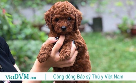 Đặt tên cho chó poodle - VietDVM | Trang thông tin kiến thức Chăn nuôi UY TÍN