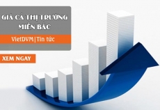 Giá cả thị trường miền Bắc tuần 20 - 2017 (15-21/05/2017)