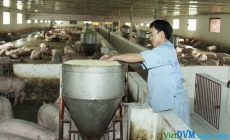 Công nghiệp sản xuất thức ăn chăn nuôi: Chưa thể bứt phá