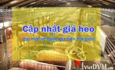 Cập nhật giá heo hơi tại một số nước trên thế giới