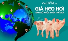 Giá heo hơi tại một số nước trên thế giới