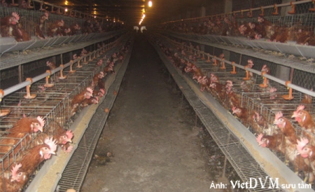 Những lưu ý khi chăn nuôi gà mùa nóng - VietDVM | Trang thông tin kiến thức Chăn nuôi UY TÍN