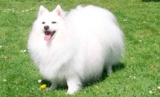 American Eskimo - hậu duệ của dòng chó Spitz châu Âu