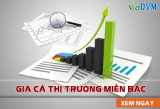 Giá cả thị trường miền Bắc tuần 18 - 2017 (01-07/05/2017)